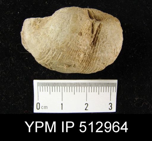 Dictyoclostus sp.