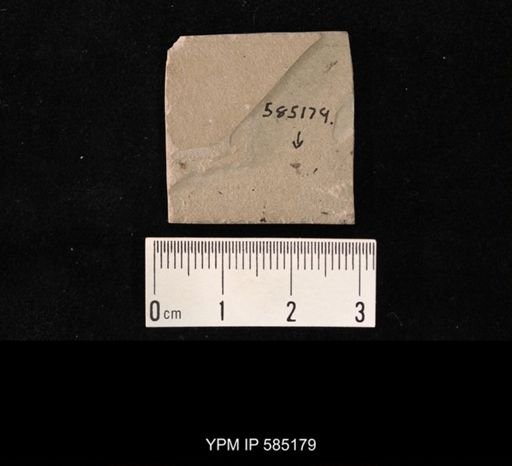 undet. Diptera