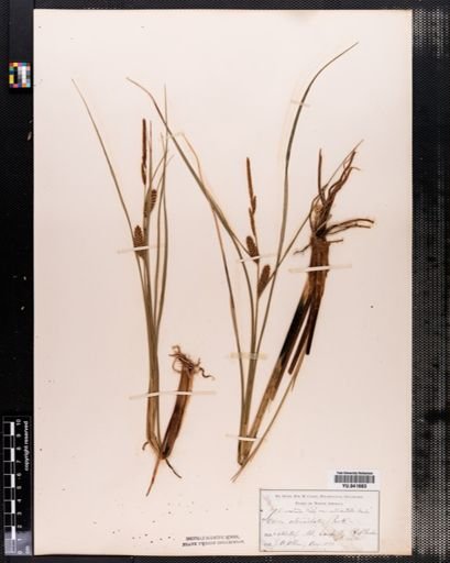 Plantae