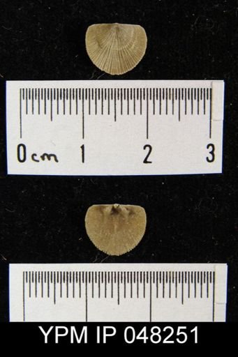 Parmorthis brownsportensis