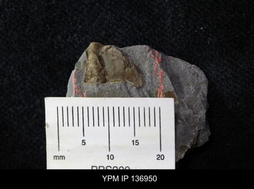 Ctenocephalus maltheus