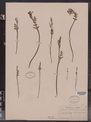 Botrychium