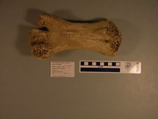 Dinornithiformes