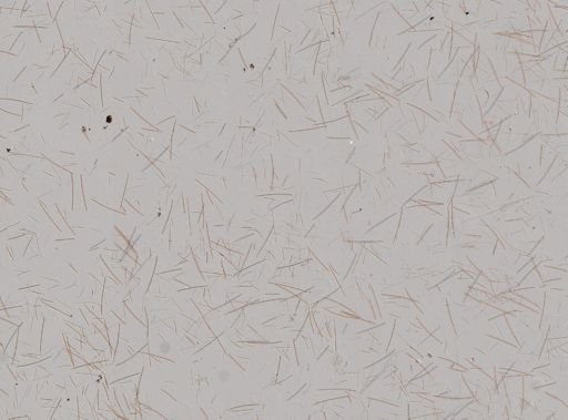 Tedania cf. ignis