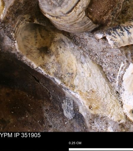 undet. Bivalvia