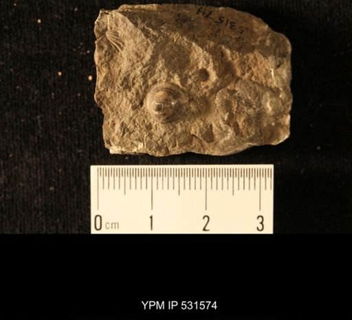 Orbiculoidea newberryi