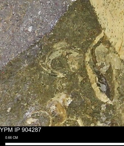 undet. Mollusca