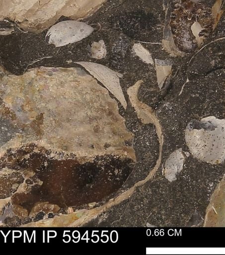 Protocardia sp.