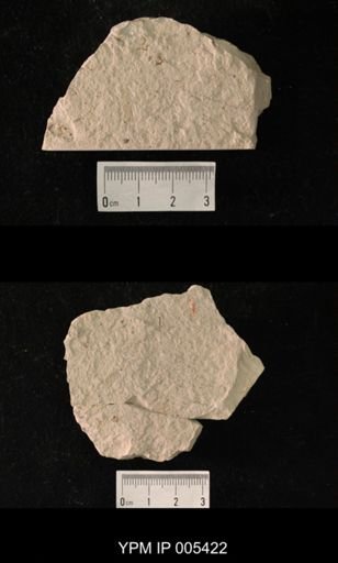 Permoraphidia americana