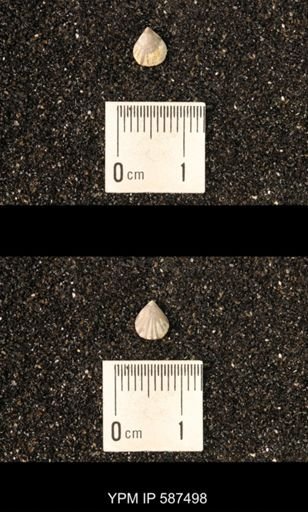 Camarotoechia whitei