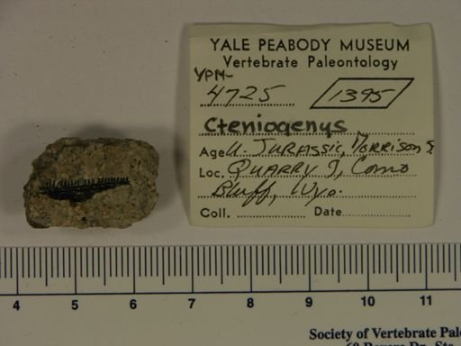 Cteniogenys sp.