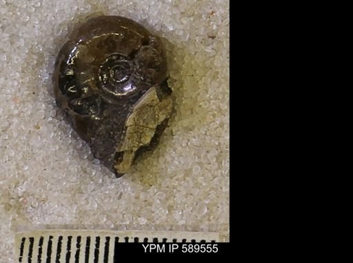 Hoploscaphites comprimus