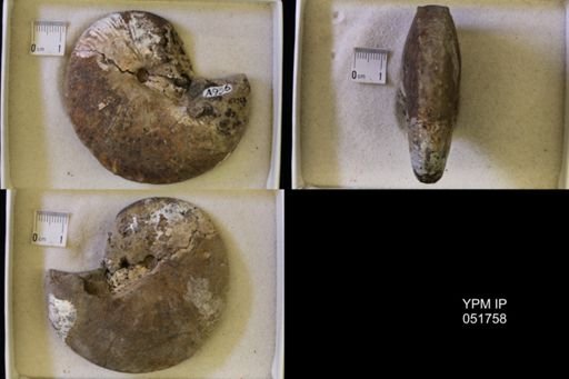 Hoploscaphites nicolletii