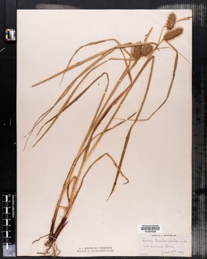 Carex tentaculata