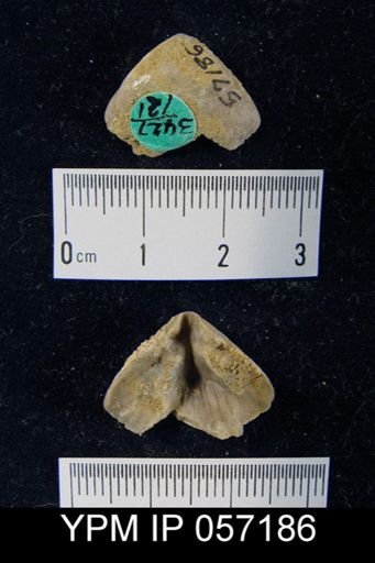 Meristella arcuata