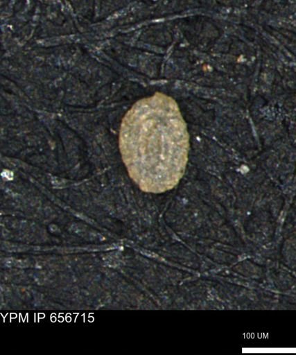 Miliammina manitobensis