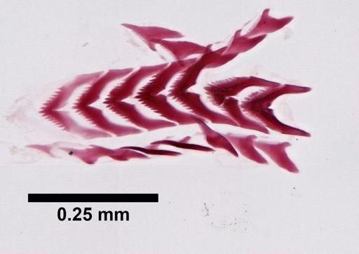 Flabellina nobilis