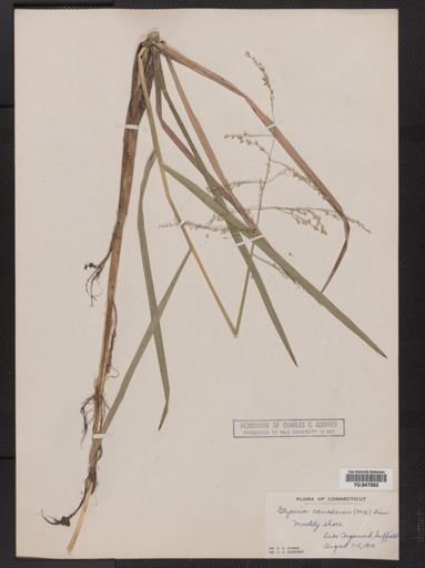 Glyceria canadensis
