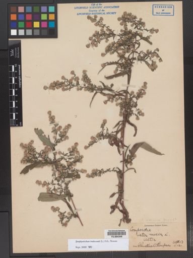Symphyotrichum tradescantii