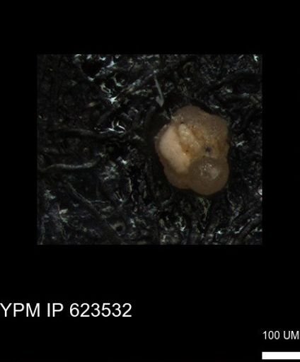 undet. Foraminiferida