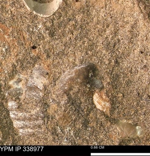undet. Bivalvia