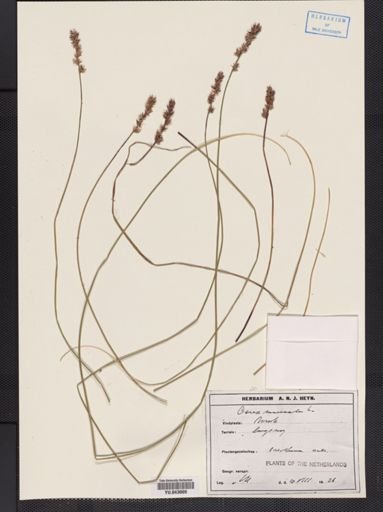 Carex muricata