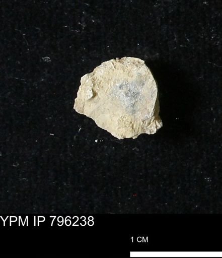 Protocardia subquadrata