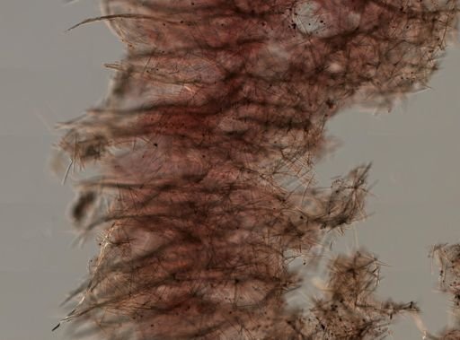 Haliclona cinerea?