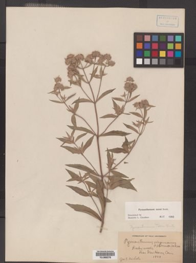 Pycnanthemum torrei