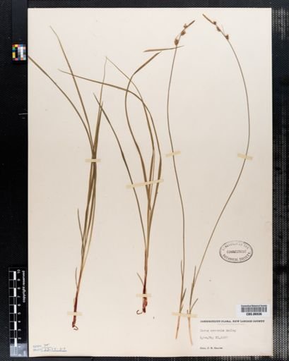 Carex communis