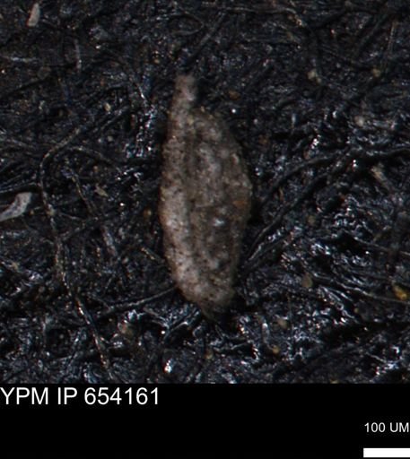 Spirolocammina planula