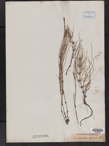 Equisetum