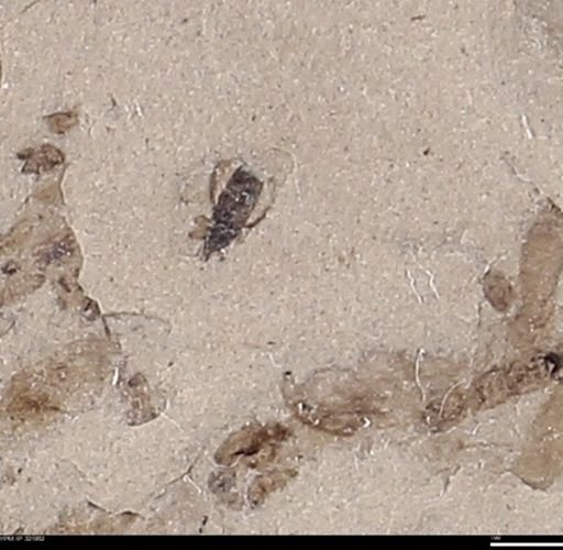 undet. Insecta