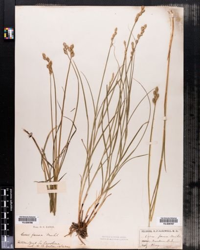 Carex