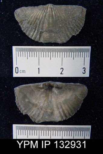Mucrospirifer sp.
