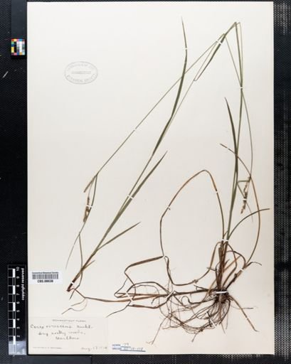Carex virescens