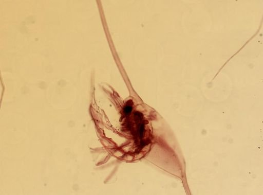 Polyonyx gibbesi