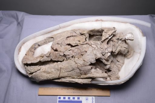 Tenontosaurus