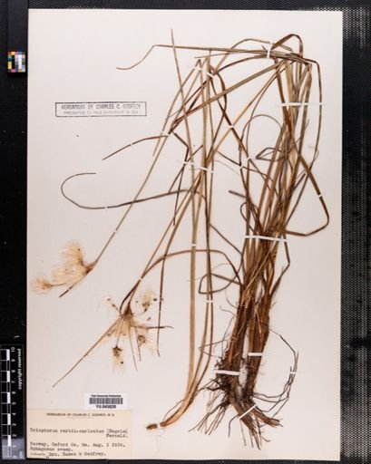 Plantae