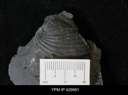 Grammysioidea arcuata