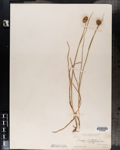 Juncus torreyi