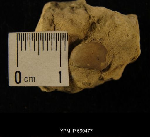 undet. Orthida