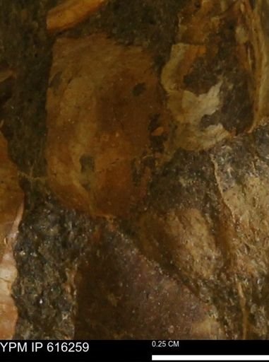 Protocardia subquadrata