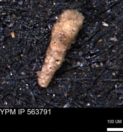 Verneuilinoides hectori