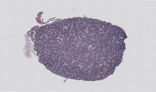 Rana clamitans