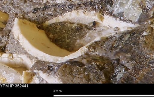 undet. Mollusca