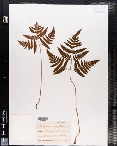 Polypodium
