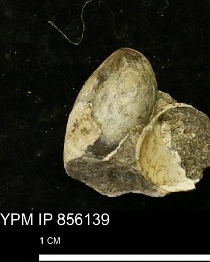 undet. Mollusca