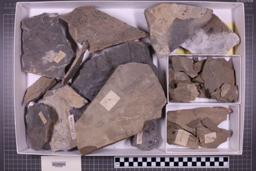 mixed taxa, stratigraphic collection