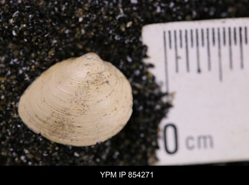 Limopsis striatopunctatus